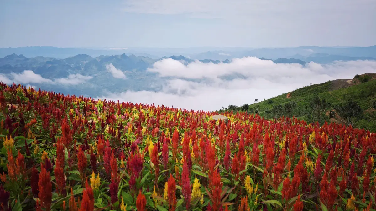 Top homestay Tà Xùa view săn mây đẹp nhất 2026